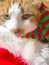 Cat with muffler and Santa hat