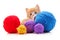 Cat and multicolored balls