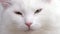 Cat muzzle closeup, green eyes white domestic cat