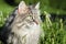 Cat in nature. Close-up of cat\\\'s face with green eyes in profile. Portrait of gray furry pedigree cat