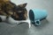 A cat near a fallen cup of water. A cautious cat looks at water from a cup that has fallen to the floor