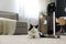 Cat near modern electric halogen heater on floor in living room