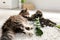 Cat near overturned houseplant on light carpet