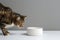 cat near white ceramic bowl pet food for mockup . AI generative