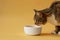 cat near white ceramic bowl pet food for mockup . AI generative