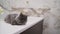 A cat near a white sink in a design room. Cozy home Scandinavian interior. A domestic cat lies near the bathroom sink