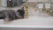 A cat near a white sink in a design room. Cozy home Scandinavian interior. A domestic cat lies near the bathroom sink