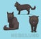 Cat Nebelung Cartoon Vector Illustration