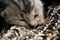 Cat newborn cats kitten wild pet blind  homeless stray animal