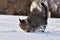 Cat is in the nice fresh snow. Cute gray cat is playing with snow in winter