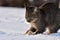 Cat is in the nice fresh snow. Cute gray cat is playing with snow in winter