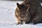 Cat is in the nice fresh snow. Cute gray cat is playing with snow in winter