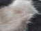 Cat nipples in closeup. Two pink nipples on the belly of a young male kitten. White-black wool around the animal`s milk wands