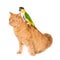 Cat with noble parrot on his back