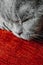 Cat nose close-up. well-fed gray purebred British cat sleeps on paw on red sofa. domestic cat on red bed. World Cat Day. Selective
