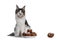 Cat and oliebollen on white background