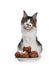 Cat and oliebollen on white background