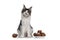 Cat and oliebollen on white background