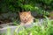 cat, orange cheeky kitten Lying on a brick under a tree, mouth open.