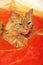 Cat in the orange cloth