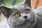 Cat with orange eyes, British blue shorthair