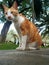 Cat orange sitting in behind mosque