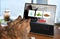 Cat ordering food, toy and catnip by internet with a laptop for home delivery