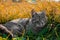 Cat outdoor scenic view fall season autumn environment space yellow and green grass
