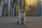 Cat outside the golden Gate of the king of Morocco Palace in Fez