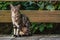 Cat outside - house cat or street cat, feral cats outdoors