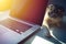 Cat over a laptop on desk with sunrise background