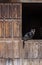 Cat over traditional wooden door of Cabezuela del Valle, Valle del Jerte, Caceres, Extremadura, Spain