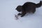 Cat palying with toy on snow