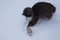 Cat palying with toy on snow