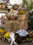 Cat with pansies in garden setting