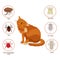 Cat Parasites. What To Know About Feline Parasites. Pet Skin And Fur Parasites Vector. Flea, Tick, Ear Mite, Fur Mite, Harvest Mit