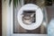 Cat passing through cat flap