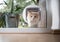 Cat passing through cat flap in window