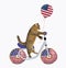 Cat patriot rides a bicycle