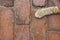 Cat paw on brick floor backgrounds