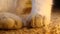 Cat paw | cat paws |The foot of the kitten - footprint | white cat