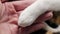 A cat paw in a man hand in veterinary clinic.