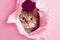 Cat peeking out of a hole in pink torn paper close-up, created with Generative AI technology.