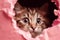 Cat peeking out of a hole in pink torn paper close-up, created with Generative AI technology.