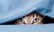 a cat peeking out from under a blue blanket with its eyes wide open and looking at the camera with a curious look on its face