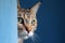 The cat peeks out from behind the blue wall, copy space