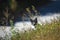 Cat peeks out from the steppe grass