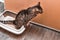 Cat pees in a pot with a wooden filling for cats. Concept toilet cat in the apartment