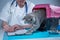 Cat in pet carrier on examination table of veterinarian clinic with pet doctor. Male veterinarian in white medical suit