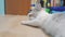 Cat pet concept video. multi-colored cat licks its paw lies on the floor cute video lifestyle